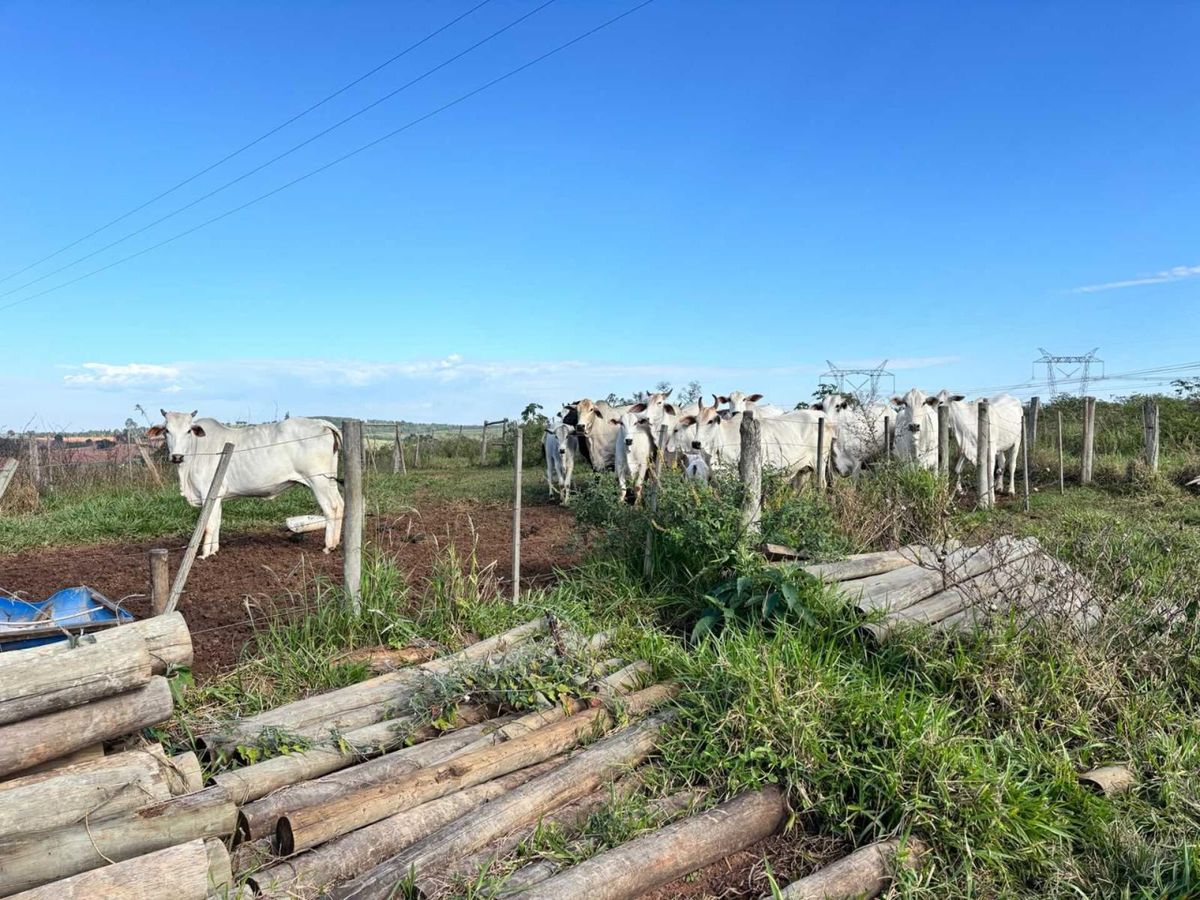 Rural › Sítio - Sítio em Ubirajara - à venda - FLEX CONSULTORIA IMOBILIÁRIA LTDA