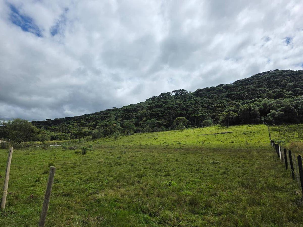 CHÁCARA MONTE ALEGRE - Chácara em Rural, São Joaquim - à venda - Mariano Imóveis