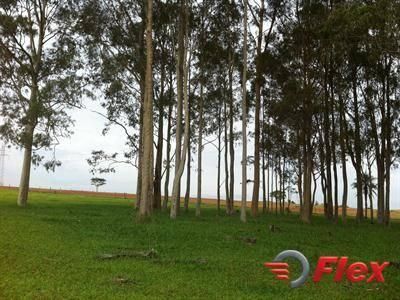 Sítio, Dirceu (Distrito de Marilia) - Marília - Sítio em Dirceu (Distrito de Marilia), Marília - à venda - FLEX CONSULTORIA IMOBILIÁRIA LTDA