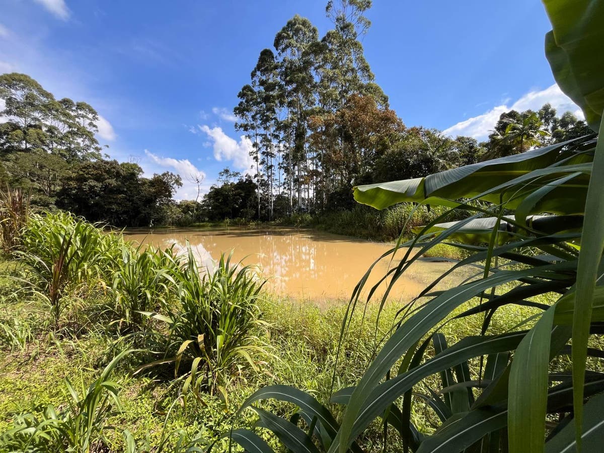 Sítio a Venda - Terreno Rural - Braço Rossetti - Cobras - Rio do Sul - Terreno em Valada São Paulo, Rio do Sul - à venda - Imobiliária Cimardi LTDA