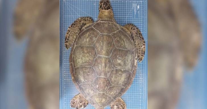 Chup-chup e pacote de chips: exame revela morte de tartaruga-verde em SC