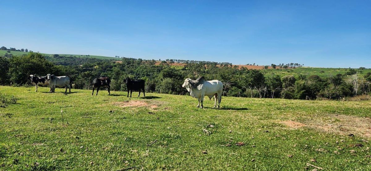 Avencas (Avencas) - Rural › Sítio - Sítio em Avencas (Avencas), Marília - à venda - FLEX CONSULTORIA IMOBILIÁRIA LTDA