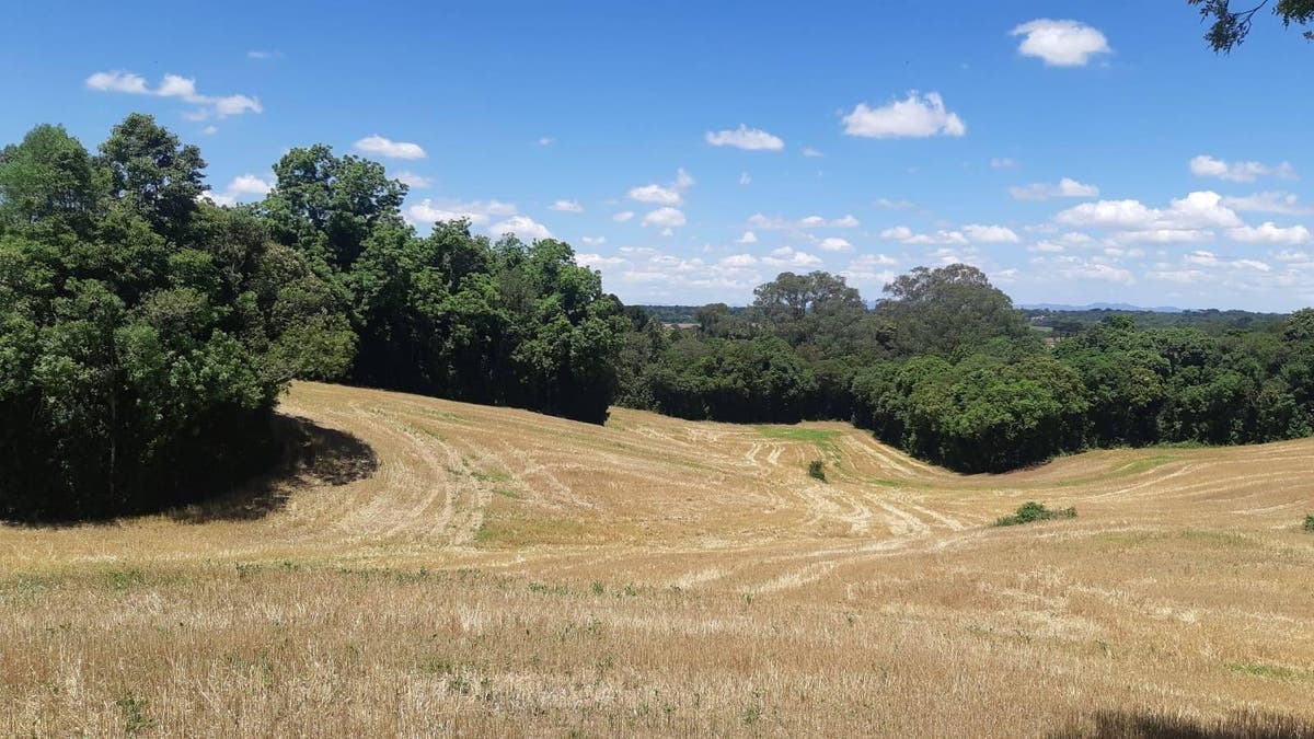 Terreno Rural à venda em Araucária - Terreno em Área Rural de Araucária, Araucária - à venda - ODPPIS IMÓVEIS