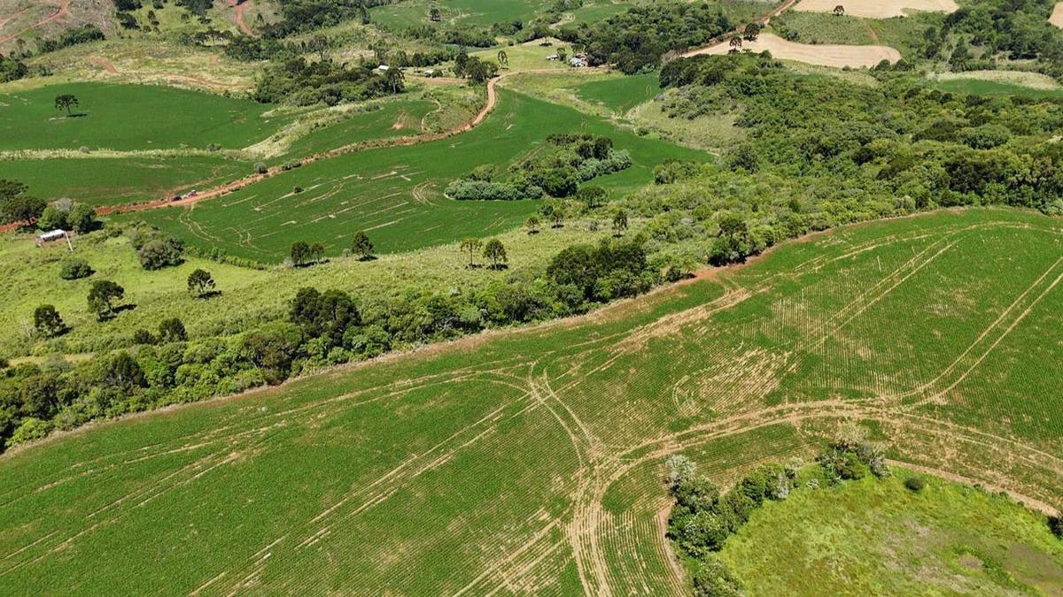 Fazenda Para Pastagem e Lavoura - Fazenda em Santa Terezinha do Salto (Lages) - à venda - ZEH IMOVEIS LTDA
