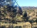 Venda - Terreno - em - Urubici - Lote/Terreno em Urubici - à venda - TK Imóveis