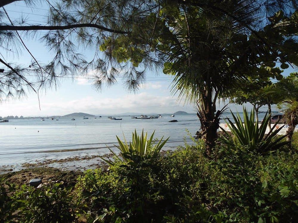 Baía com barcos ancorados, vista entre árvores