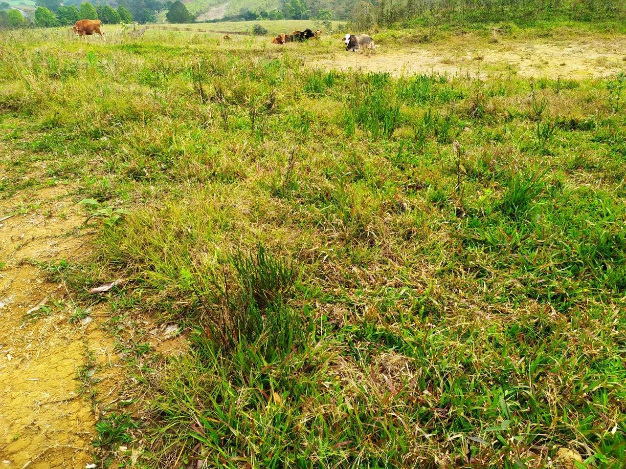 Terreno Rural - Sítio - Venda - 3,4 hectares - 34000m2 - Investimento - Ribeirão do Tigre - Barra do Trombudo - Rio do Sul - Terreno Rural em Barra do Trombudo, Rio do Sul - à venda - Cifra Imóveis e Empreendimentos Imobiliários