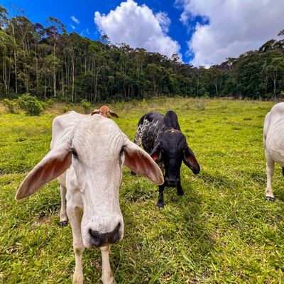 Sítio com 18 hectares, pasto formado, nascente, pomar e linda casa! Domingos Martins - Sítio em Alto Rio Ponte, Domingos Martins - à venda - Majoris Imóveis Ltda