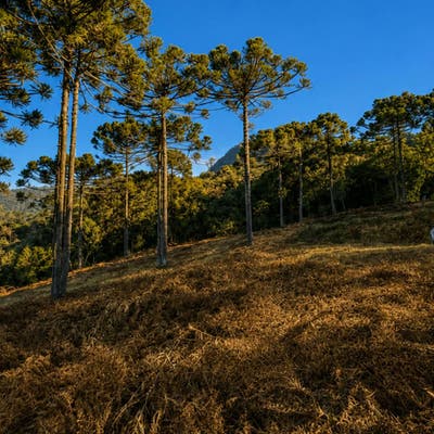 Terreno de 7,9 hectares em Urubici - Chácara em Consolação, Urubici - à venda - ZEH IMOVEIS LTDA