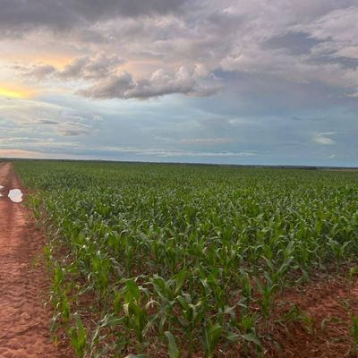 Área de 202 hectares - Terreno em Tapurah - à venda - Carrapicho Imóveis