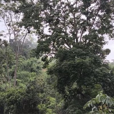 Terreno com casa de 3 quartos, Centro - Pancas - Terreno em Centro, Pancas - à venda - Select Brokers Imobiliária LTDA.
