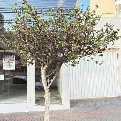 Sala Comercial com Vaga de Garagem em frente a Prefeitura - Salas Comerciais em Centro, Pato Branco - para locação - Imobiliária Uniq