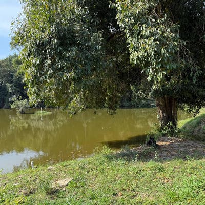 SITIO A VENDA DE 9,05 ALQUEIRES PAULISTA - 219.000 M2 - COM GADO E ABUNDÂNCIA EM AGUA EM BOFETE SP - Sítio em Bofete - à venda - V2F IMÓVEIS LTDA