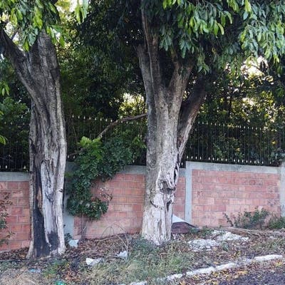 Terreno à venda, 613 m² por R$ 350.000,00 - Bom Princípio - Gravataí/RS - Lote/Terreno em Bom Princípio, Gravataí - à venda - Dimobi Cia imobiliaria