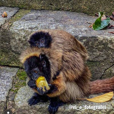 Casa à Venda no Condomínio Parque das Hortênsias – Domingos Martins - Casa de Condomínio em Soído, Domingos Martins - à venda - Majoris Imóveis Ltda