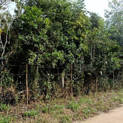 Terreno de 3000 m2, todo cercado - Lote/Terreno em Arraial d´Ajuda, Porto Seguro - à venda - Ramos Arraial