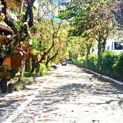Rua arborizada
