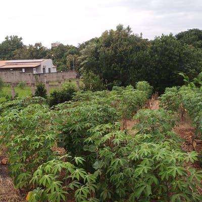 Terreno G universitário - Casa em Industrial, Ijuí - à venda - IMOBILIÁRIA SOLUÇÃO IMÓVEIS IJUÍ